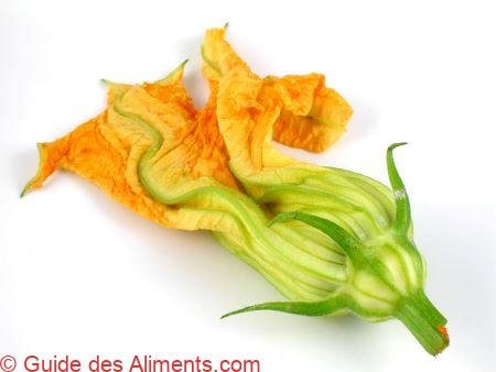 fleur de courgette