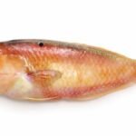 Blackspot Razorfish, connu sous le nom de Tensu au Japon.