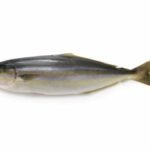 Coureur arc-en-ciel, Comète saumon, Saumon des Caraïbes