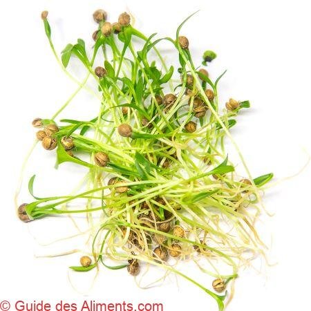Pousses de coriandre
