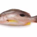 Vivaneau étoilé (Lutjanus stellatus)