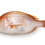 dorade à dos jaune (renkodai)