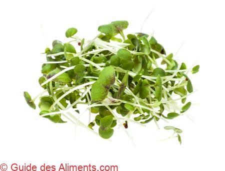 pousses de moutarde