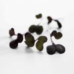 Pousses de radis Sakura