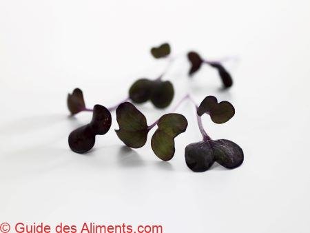 Pousses de radis Sakura