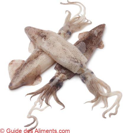 calamars crus frais