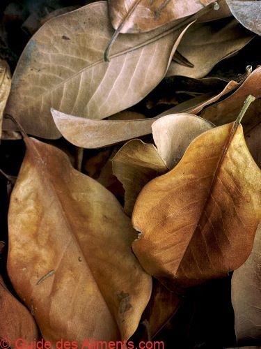 Feuille de magnolia