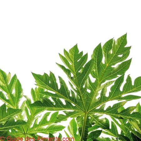 Feuilles de papaye