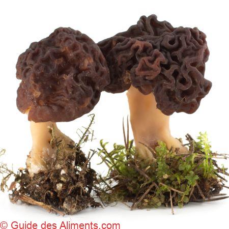 Morille conique (Morchella conica), Morille noire, Morille élevée ou Morille délicieuse