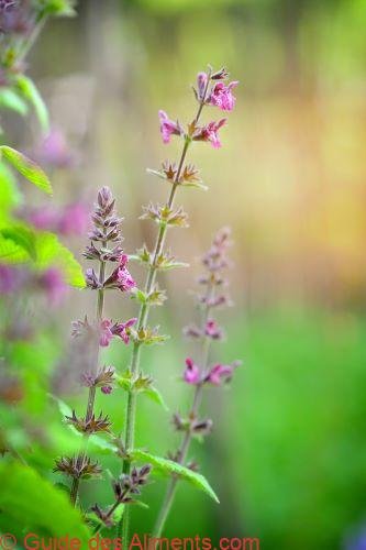 Stachys sylvatica