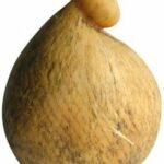 caciocavallo podolico