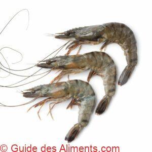 crevette géante tigrée (Penaeus monodon)