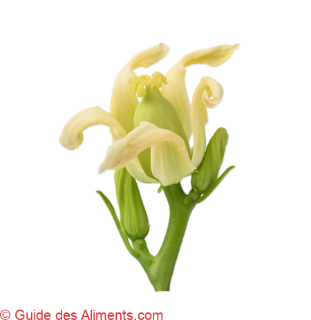 fleur de papaye