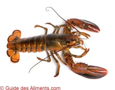 homard américain (Homarus americanus), appelé aussi homard canadien