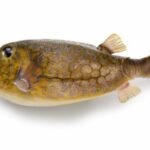 poisson-coffre à points bleus