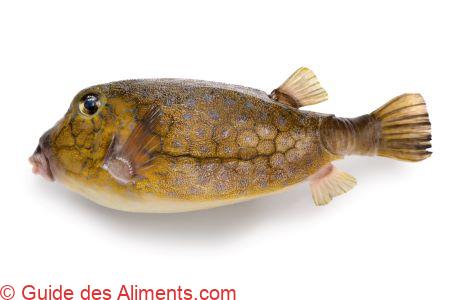 poisson-coffre &agrave; points bleus