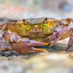 Crabe d'eau douce européen (Potamon fluviatile)