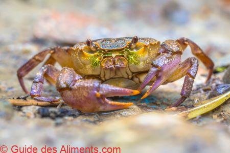 Crabe d'eau douce européen (Potamon fluviatile)