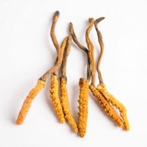 Ophiocordyceps sinensis