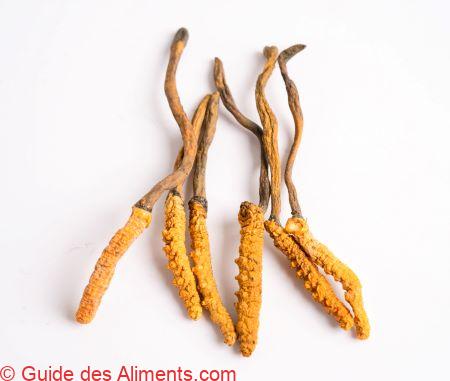 Ophiocordyceps sinensis