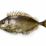 Poisson-lapin à point nacré (Siganus fuscescens)