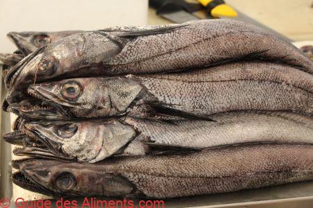 merluche blanche (Urophycis tenuis)