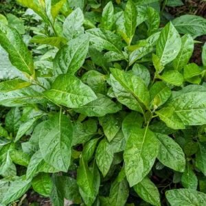 Gymnanthemum amygdalinum