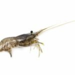 crevette fantôme (Macrobrachium lanchesteri)