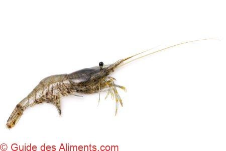 crevette fantôme (Macrobrachium lanchesteri)
