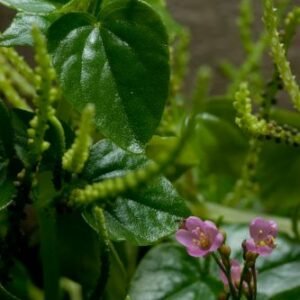 épinard de Ceylan (Talinum fruticosum)