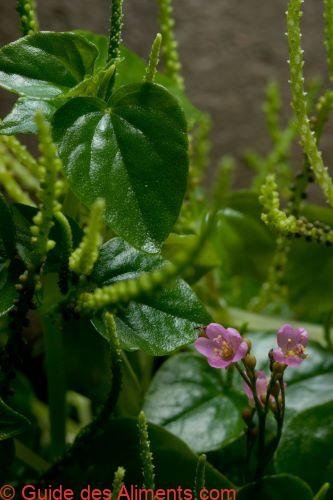épinard de Ceylan (Talinum fruticosum)