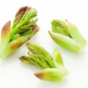 Aralia elata