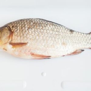 Carassin commun (Carassius carassius)