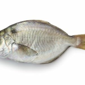 Edodai (Pacific rudderfish)