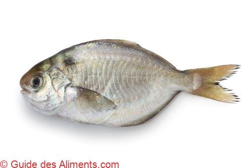 Edodai (Pacific rudderfish)