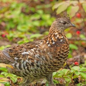 G&eacute;linotte hupp&eacute;e (Bonasa umbellus)