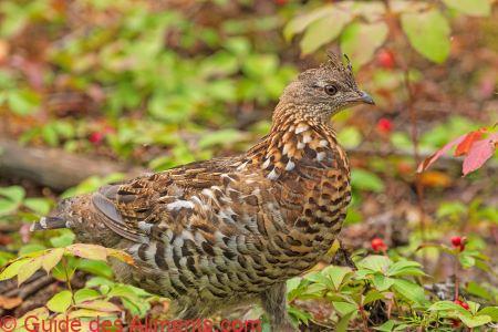 Gélinotte huppée (Bonasa umbellus)