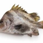 Higesoridai (Hapalogenys nigripinnis)