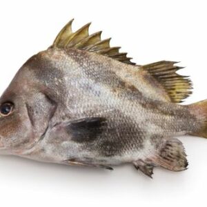 Higesoridai (Hapalogenys nigripinnis)