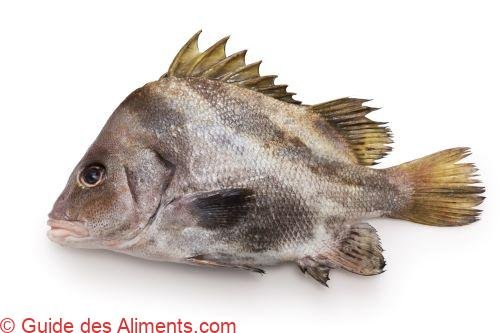 Higesoridai (Hapalogenys nigripinnis)