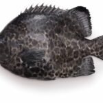 Ishigakidai (Oplegnathus punctatus)