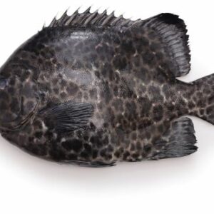 Ishigakidai (Oplegnathus punctatus)