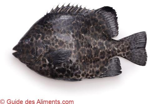 Ishigakidai (Oplegnathus punctatus)