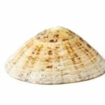 Patelle commune, Patella vulgata