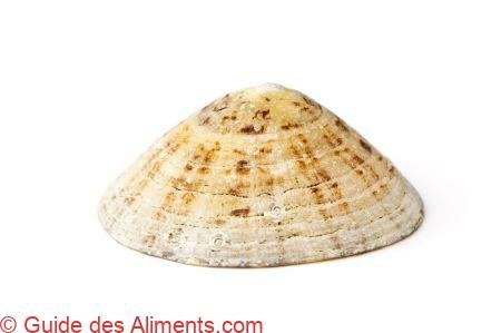 Patelle commune, Patella vulgata
