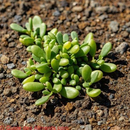 Pourpier de mer (Sesuvium portulacastrum)