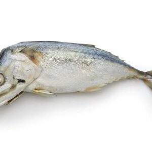 short mackerel or shortbodied mackerel (Rastrelliger brachysoma)