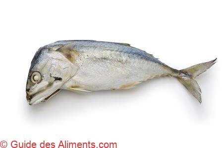 short mackerel or shortbodied mackerel (Rastrelliger brachysoma)