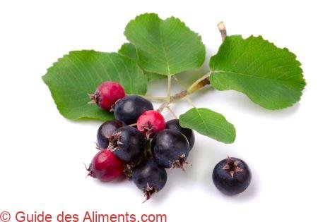 baies d'amélanchier