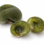 codium minus (appelée Tamamiru au Japon)